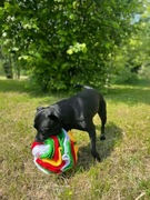 Kula węchowa 20 cm Pizza