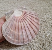 Muszla muszelka dekoracja ozdoba akwarium 13cm