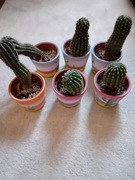 Kaktusy w doniczkach 6 sztuk motyw pustynny