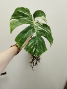 Monstera deliciosa variegata ukorzeniona Krk Wro