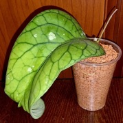 Hoja,Hoya ~ MEREDITHII TED GREEN / IML 1105 ~ rosnąca ukorzeniona szczepka 