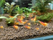 Krewetki calceo red 10szt