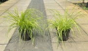 Rozplenica Hameln gold
