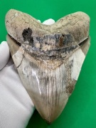 ! NAJWIĘKSZY W OFERCIE ZĄB MEGALODONA - 15,3 cm ! 