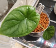 ALOCASIA / ALOKAZJA 'DRAGON SCALE' 