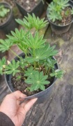 Łubin mix      2l donica  