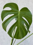 Monstera Deliciosa 30-40 CM!! SADZONKA C1
