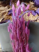 lagurus dmuszek jajowaty trawa suszona duży róż  r