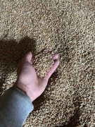 Pszenica paszowa ozima, zbiór 2025, karma dla zwierząt