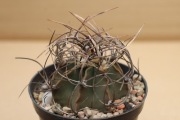 Kaktus Astrophytum senillis