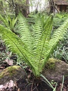 Paproć Pióropusznik strusi 3 sztuki