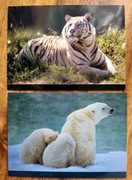 Pocztówki North American Wildlife, Biały Tygrys i Niedźwiedź Polarny 2 szt.