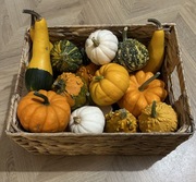 Dynie ozdobne różne odmiany