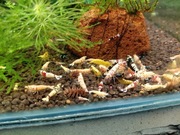 Krewetki caridina mixx 20szt