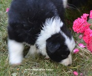 Border Collie ZKwP szczenię