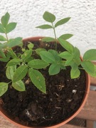 Róża okrywowa biała, white. Sadzonka