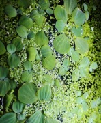 Rośliny pływające do akwarium 