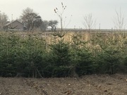 Jodła kaukaska choinki żywe