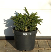 ŚWIERK KAUKASKI EDDIE REZEK * ŁADNA DUŻA SADZONKA 