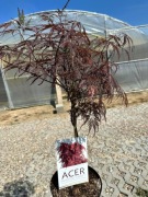 Klon Acer Palmatum GARNET 