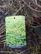 Tawuła japońska Golden Princess 