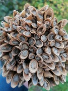 Murarka Ogrodowa  Kokony Pszczoły Murarki 100 szt. 