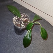 Hoya sunrise rosnąca 