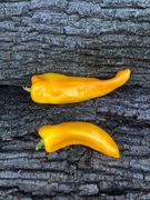 Barguzin Papryka Słodka 