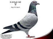 Oryg. I.K.D. Łepuch (Linia Bak 17 x Repley)