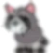 Raccoon Adopt Me AM