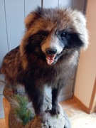 Jenot spraparowany,wypchany