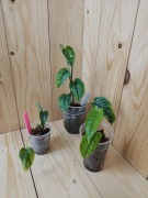 Monstera aurea silcepecana 