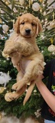 Golden Retriever  szczenięta po champion PL 