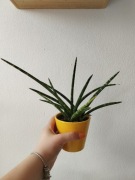 Sansewieria cylindryczna 