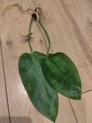 Philodendron Jose Buono Variegata Filodendron