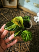 Philodendron melanochrysum variegata melanochryzum filodendron 