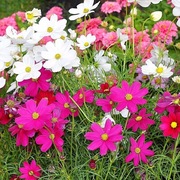 Kosmos Onętek mix kolor -przywabia pszczoły. 