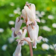 Serduszka kanadyjska / Dicentra canadensis