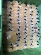 Sok tłoczony z pigwowca japońskiego bez cukru 3L