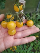 Nasiona pomidora White Currant-Karma dla rybek 