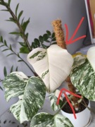 Liść cięty monstera variegata