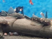 Zbrojnik Calico lda16 glonojad weloniasty 