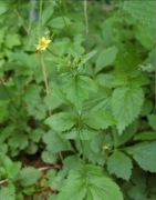 Kuklik pospolity sadzonka 