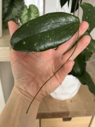 Hoya Erythrina Kedah Peak