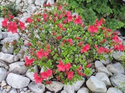 Azalia japońska 'Maruschka' czerwona