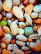 Karma dla gołębi MW wysokobiałkowa 