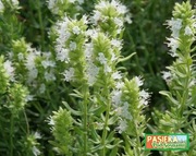 Hyzop lekarski biały "Albus"  - MIODODAJNY  (5szt)