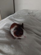 5 tygodniowe świnki morskie gotowe na zmianę domku, samczyki