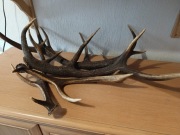 Poroże jelenia i koziołka ok.4 kg. Duże, 14.