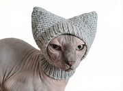 Ciepła czapka dla kota / Sfinksa – Szara kominiarka